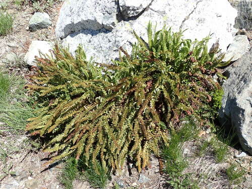 Image of Polystichum lemmonii by (c) John Brew, some rights reserved (CC BY)
