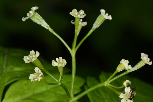Image of Osmorhiza depauperata by (c) Darrin Gobble, some rights reserved (CC BY)