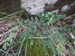 Gingidia enysii peninsulare