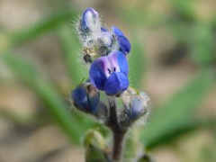 Lupinus polycarpus