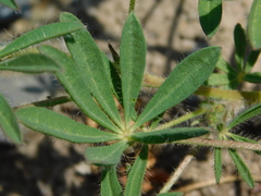 Lupinus polycarpus
