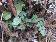 Gingidia enysii peninsulare