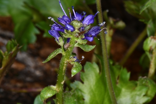 Image of Veronica utahensis by (c) Darrin Gobble, some rights reserved (CC BY)