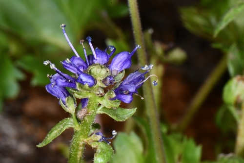 Image of Veronica utahensis by (c) Darrin Gobble, some rights reserved (CC BY)