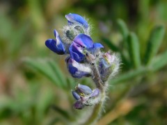 Lupinus polycarpus