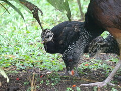 Great Curassow photo 3