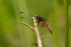 Orthemis ambinigra