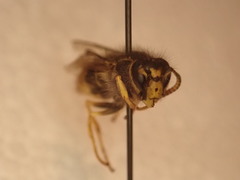 Dolichovespula norvegicoides
