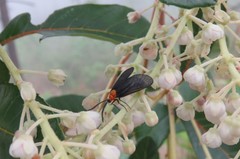 Ctenucha