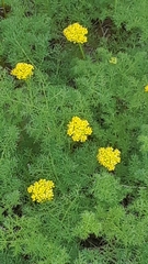 Lomatium papilioniferum