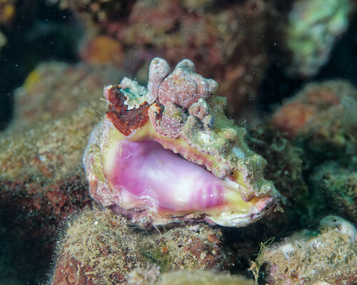 Drupa rubusidaeus observed 2024-07-06