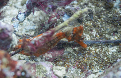 Hippocampus ingens