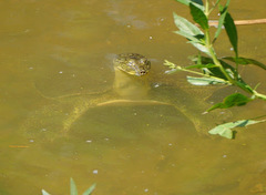 Apalone spinifera pallida