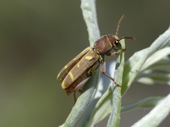 Xylotrechus insignis