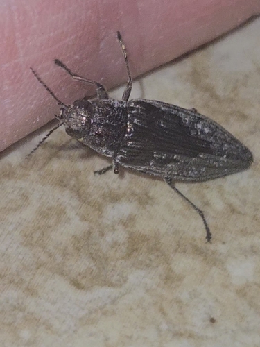 Spotted-belly Buprestid Beetle photo 3