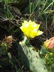 Opuntia sanguinocula