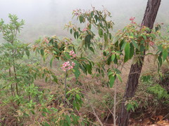 Miconia xalapensis