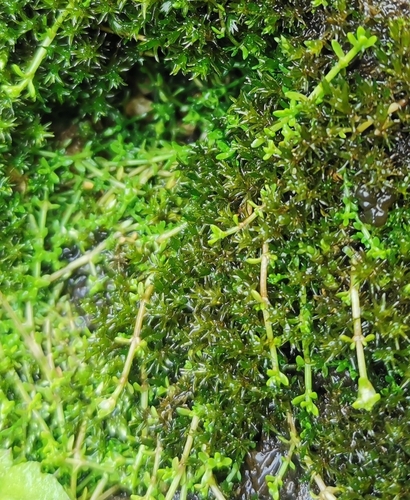 Crassula ruamahanga