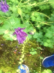Campanula trachelium