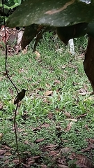 Heliodoxa aurescens