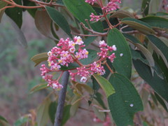 Miconia xalapensis