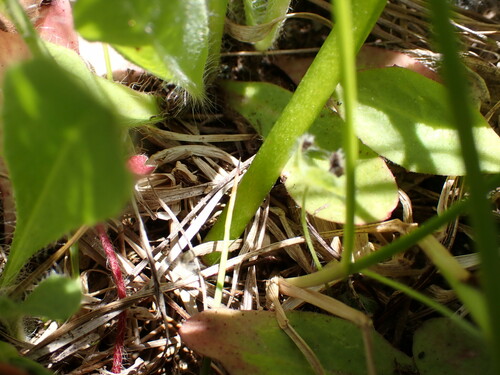 Image of Botrychium lanceolatum by no rights reserved