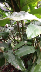 Heliodoxa aurescens
