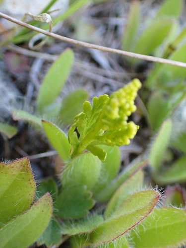 Image of Botrychium lanceolatum by no rights reserved