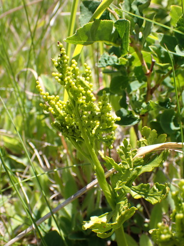 Image of Botrychium lanceolatum by no rights reserved