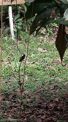 Heliodoxa aurescens