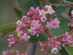 Miconia xalapensis