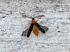 Pterotus obscuripennis