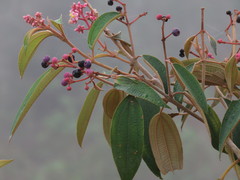 Miconia xalapensis