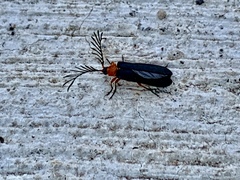 Pterotus obscuripennis