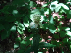 Monarda russeliana