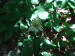 Monarda russeliana