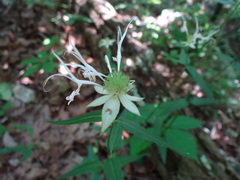 Monarda russeliana