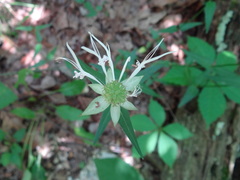 Monarda russeliana