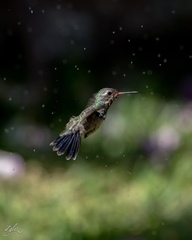 Cynanthus latirostris