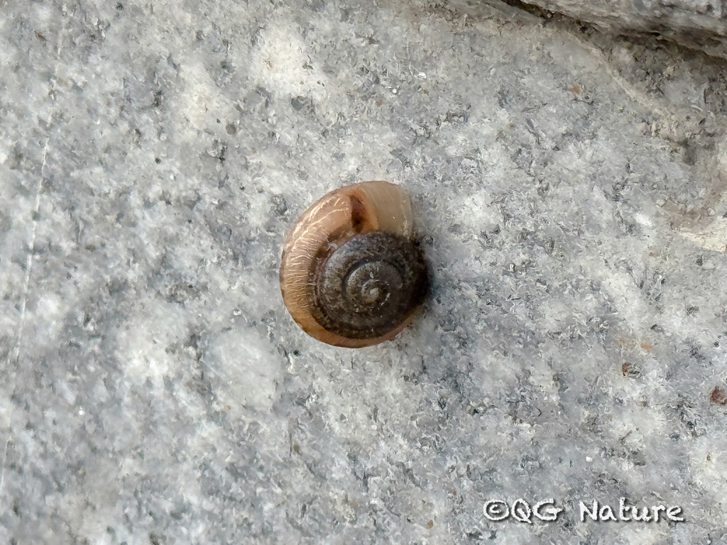 Bradybaena brevispira