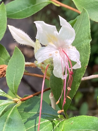 smooth azalea (Rhododendron arborescens)