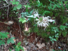 Monarda russeliana