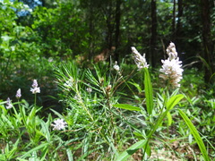 Orbexilum pedunculatum