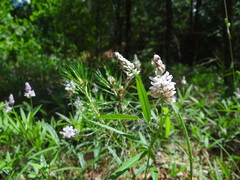 Orbexilum pedunculatum