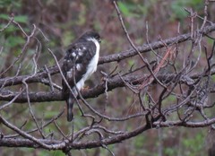 Accipiter striatus chionogaster
