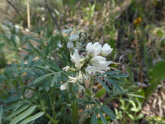 Astragalus australis