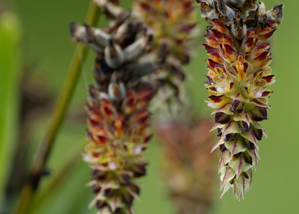 Cleisomeria lanata (Cleisomeria lanata)