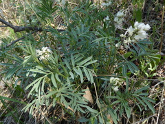 Astragalus australis