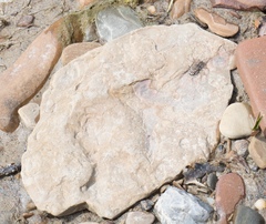 Cicindela repanda repanda