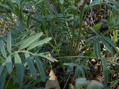 Astragalus australis